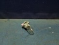 Цоколь лампы задний Toyota Vitz SCP10 1SZ-FE 2004