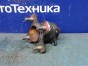 Ступица цапфа поворотный кулак Honda N-wgn JH1 S07A